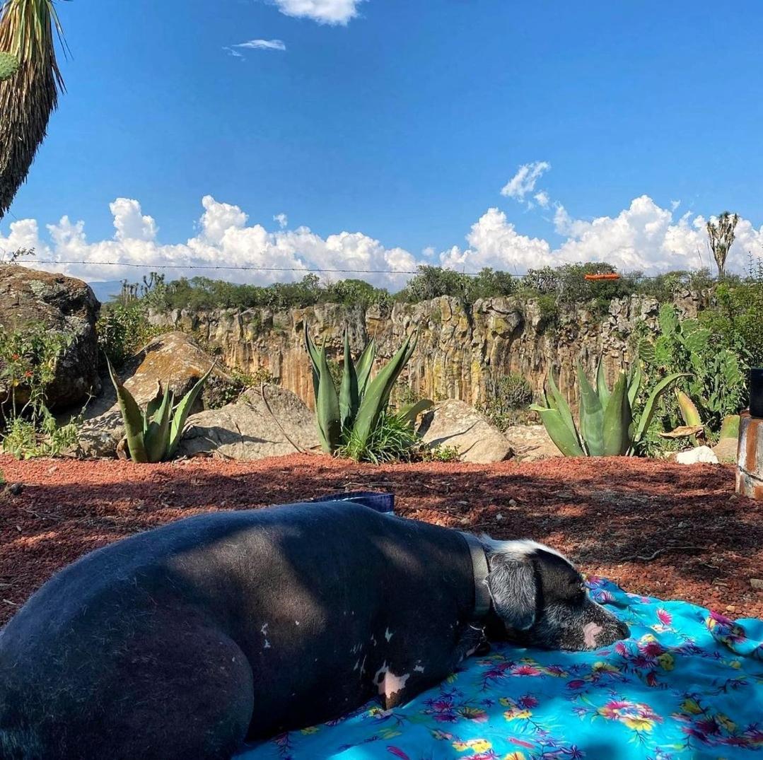 Отель El Gato Glamping Con Vista A Prismas Basalticos Уаска-де-Окампо Экстерьер фото
