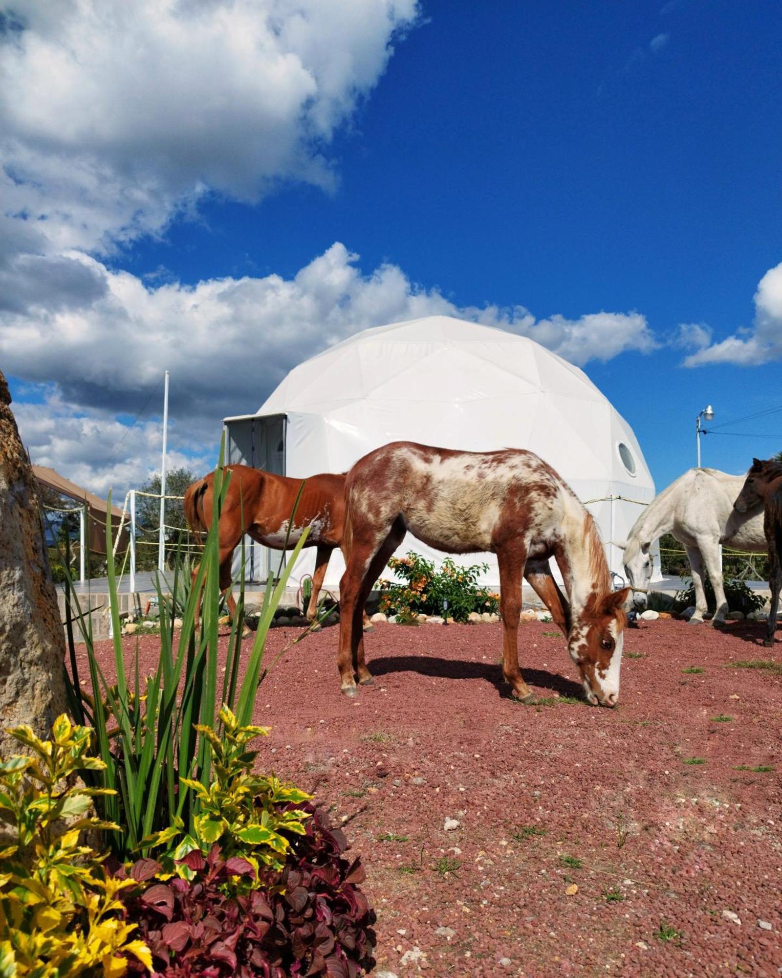 Отель El Gato Glamping Con Vista A Prismas Basalticos Уаска-де-Окампо Экстерьер фото